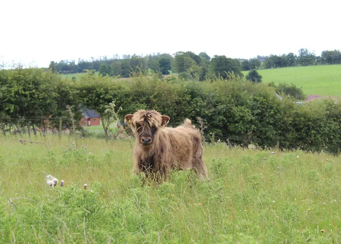 Belstruther Glamping