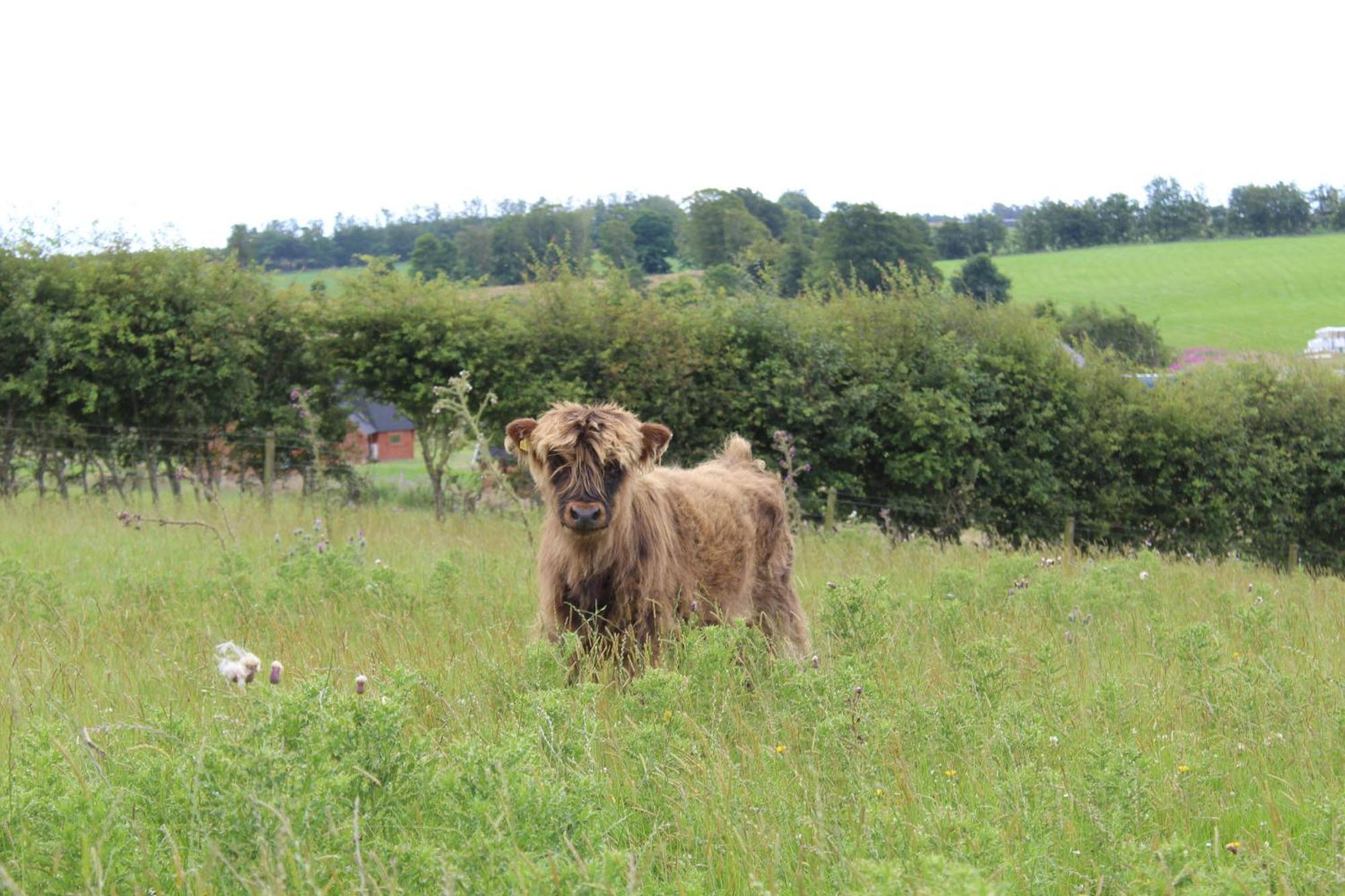 Belstruther Glamping Campsite *
